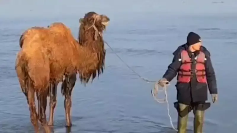Верблюдов вытащили из водного плена в Акмолинской области