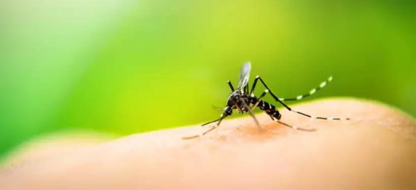 Обработку водоемов от комаров начнут проводить в Семее