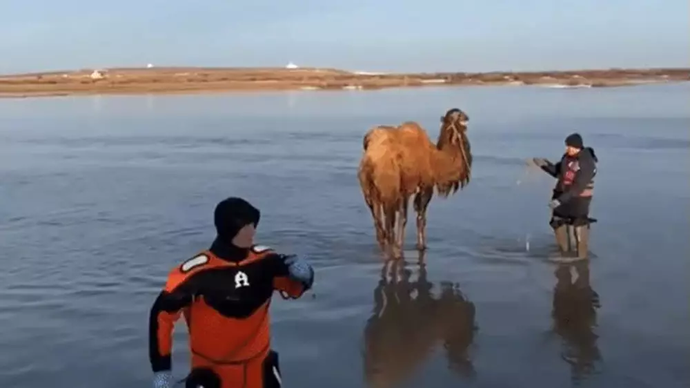 "Не умеют плавать": спасение верблюдов под Астаной попало на видео