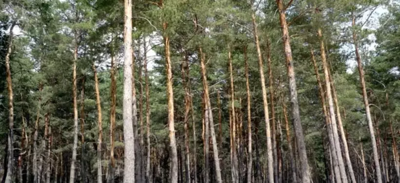 Известная частная компания нарушала правила лесопользования в ВКО