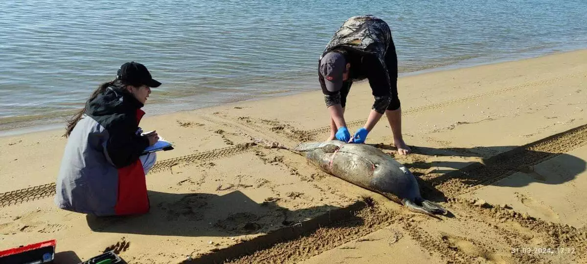 Количество найденных мертвых тюленей в Мангистау увеличилось