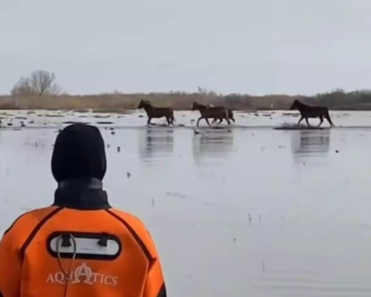 Два табуна лошадей чуть не утонули при разливе реки в Акмолинской области (ВИДЕО)