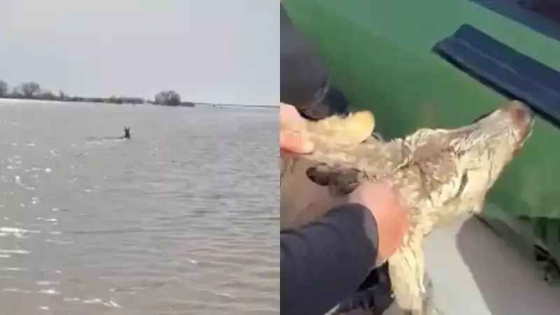 Паводки в Казахстане: спасатели вытащили из реки тонущую косулю