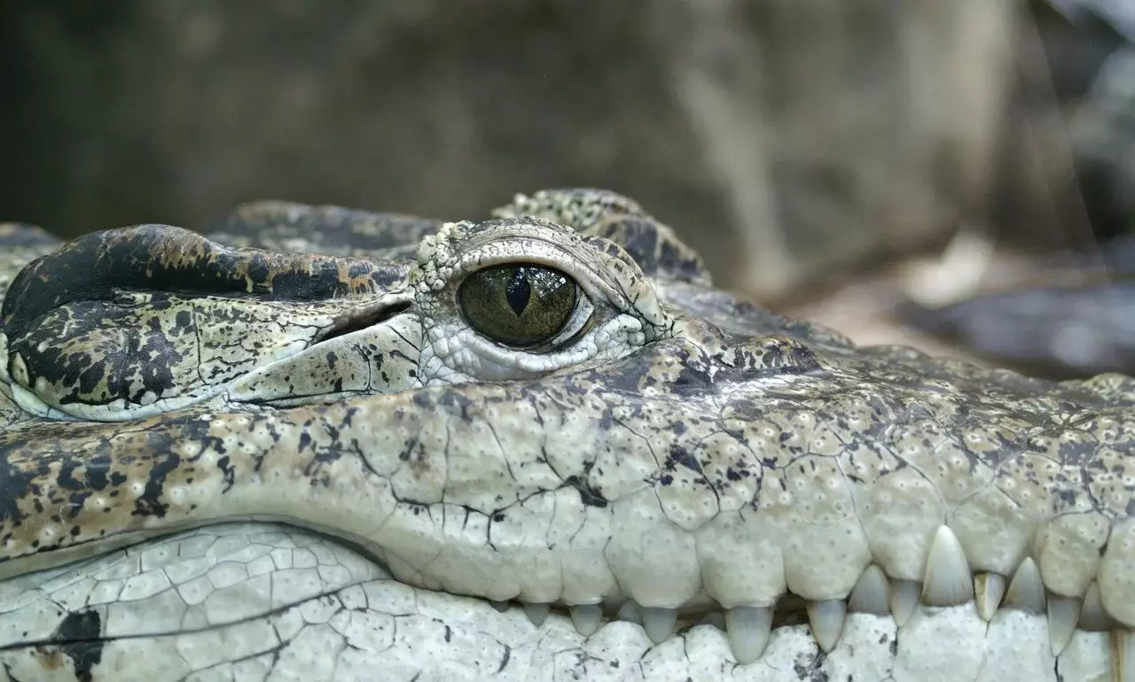 Крокодила задержали на границе России и Казахстана