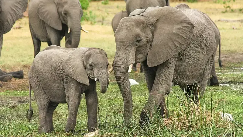 Пожилая туристка погибла после нападения слона