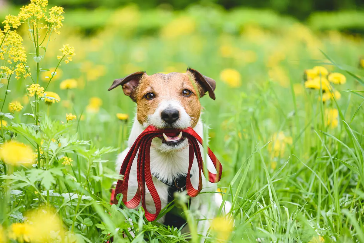 Как защитить собаку от клещей: рассказывает ветеринар