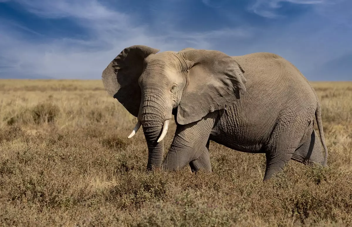 Смертельное сафари: разгневанный слон убил туристку (видео)