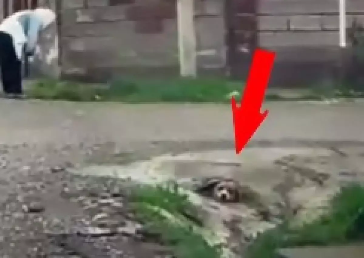 Застрявшую собаку благополучно вытащили из канавы в Шымкенте - видео