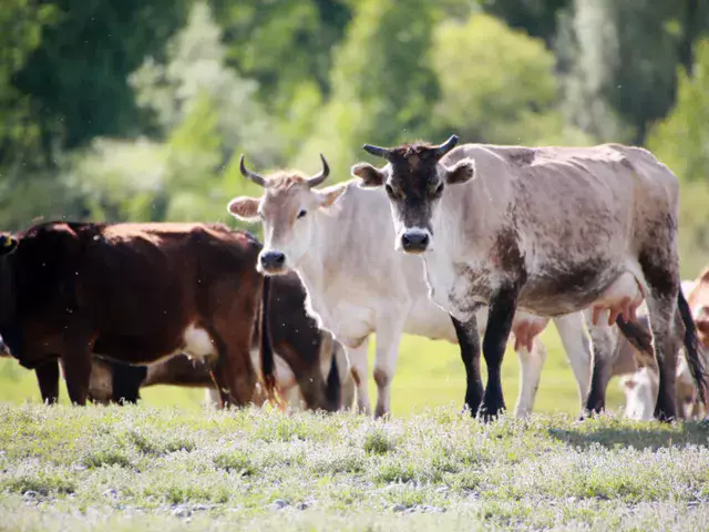 В паводковых регионах передислоцировали 60 тысяч голов скота