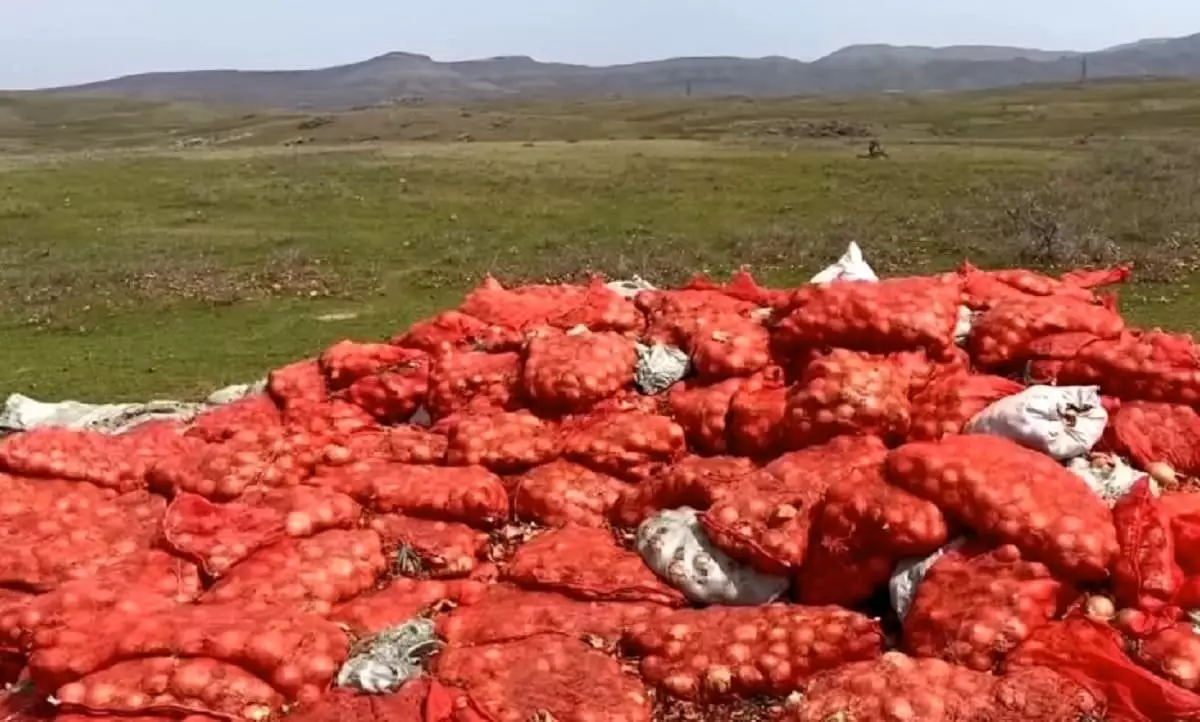 Тоннами гнилого лука завалены горы в Жамбылской области