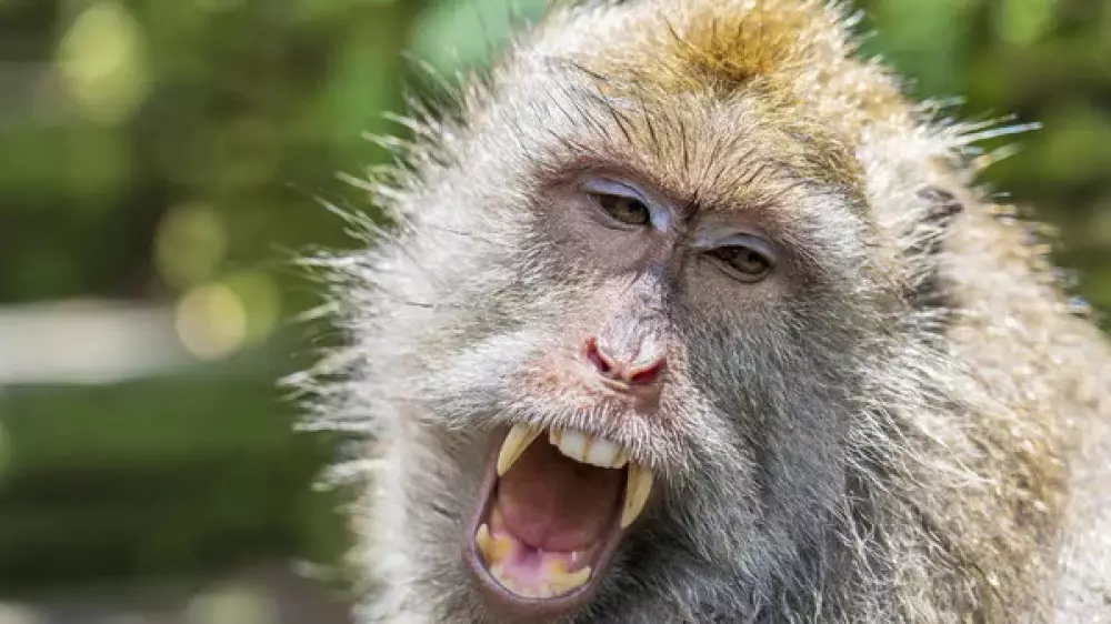 Турист оказался в реанимации с отеком мозга после встречи с обезьяной в Гонконге