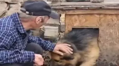 Встреча собаки с хозяином после паводка растрогала казахстанцев