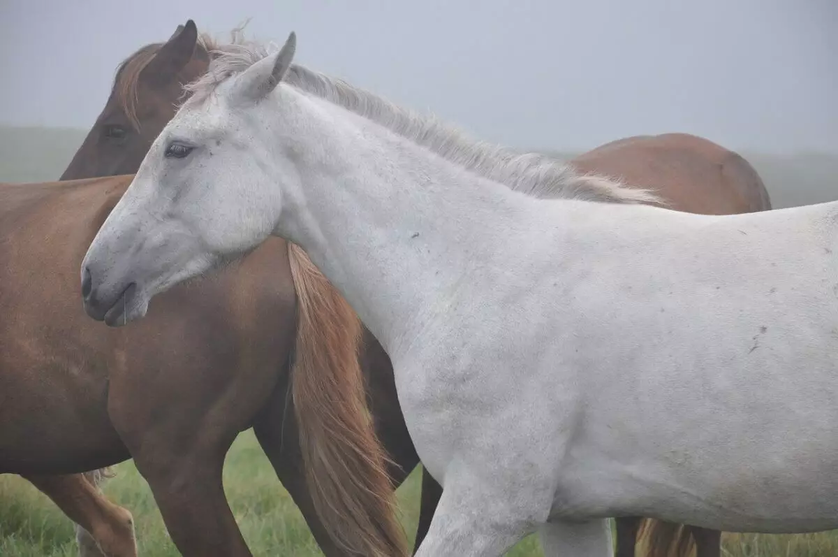 Кроссовер сбил лошадей на трассе в Акмолинской области