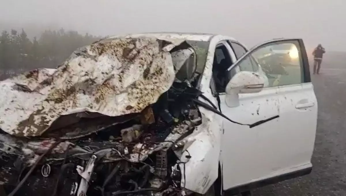 Lexus сбил шесть лошадей в Акмолинской области