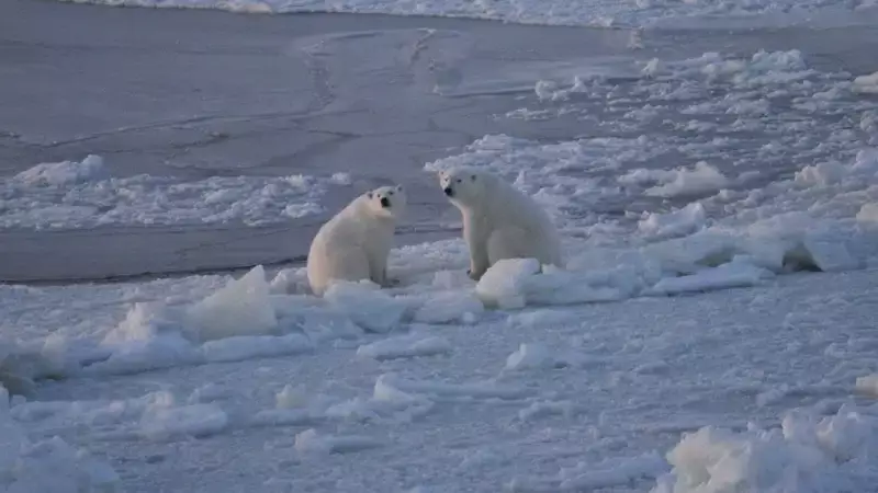 В Арктике полярники сделали фотосессию семейной паре белых медведей