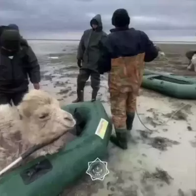 Более 8000 голов скота погибло в результате паводков в Казахстане — МСХ