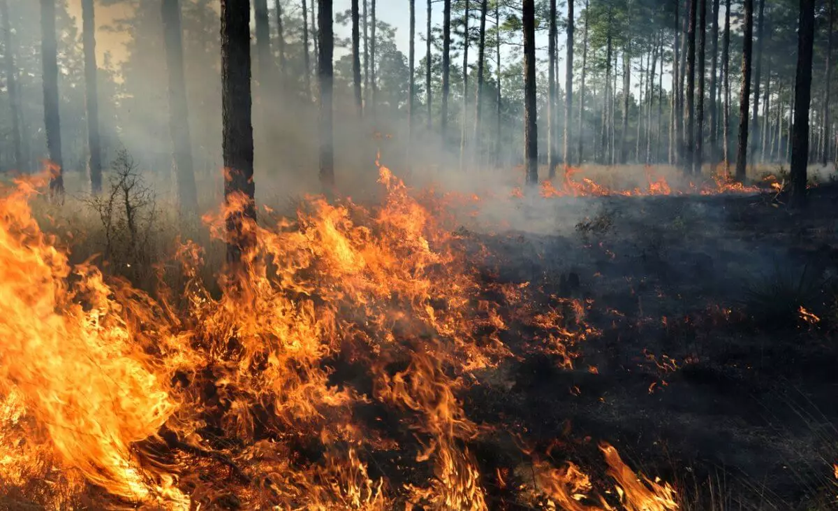О мерах борьбы с лесными пожарами рассказали алматинцам