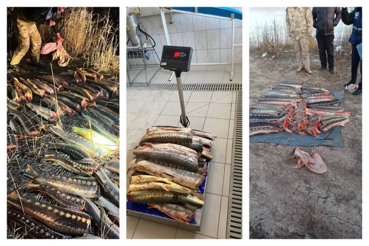 Рыбаков-браконьеров ловят на Урале и Каспии