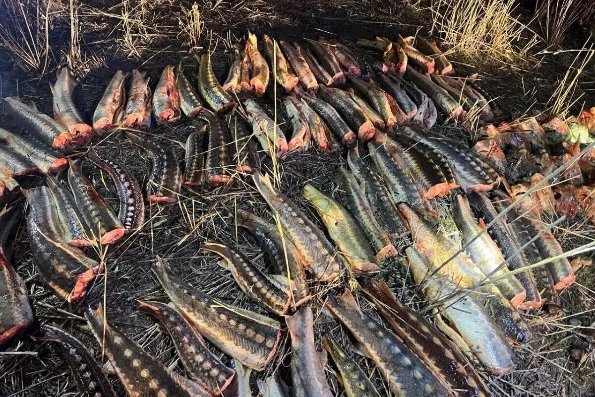Полтонны осетров и 2,5 кг икры изъяли у браконьеров в Атырауской области