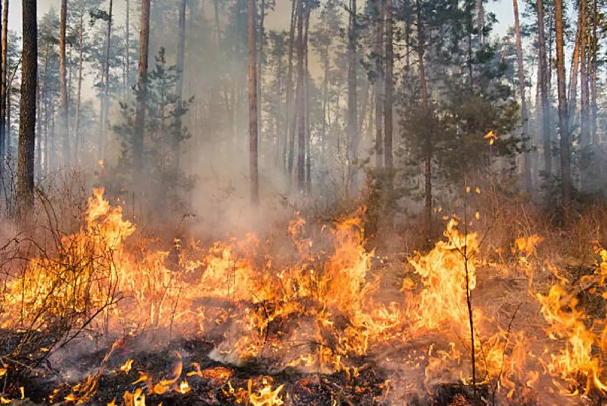 В лесах Алматинской области начинается пожароопасный период