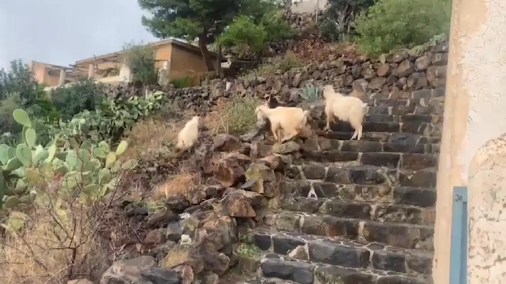 Остров в Сицилии захватили козы. Власти придумали необычную акцию, чтобы от них избавиться