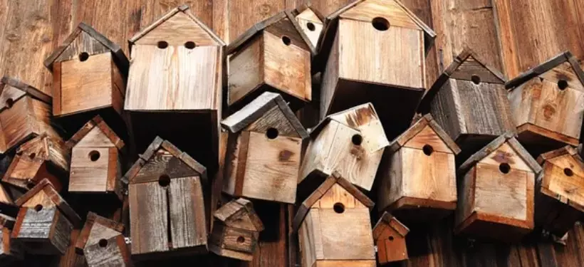 "Подари дом птицам": акимат предлагает семейчанам сделать скворечники и кормушки