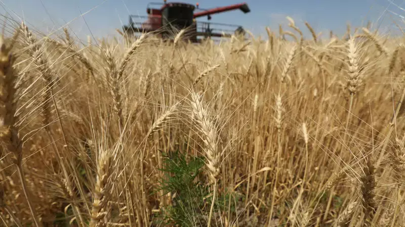 В Казахстане продлили запрет на ввоз пшеницы еще на полгода
