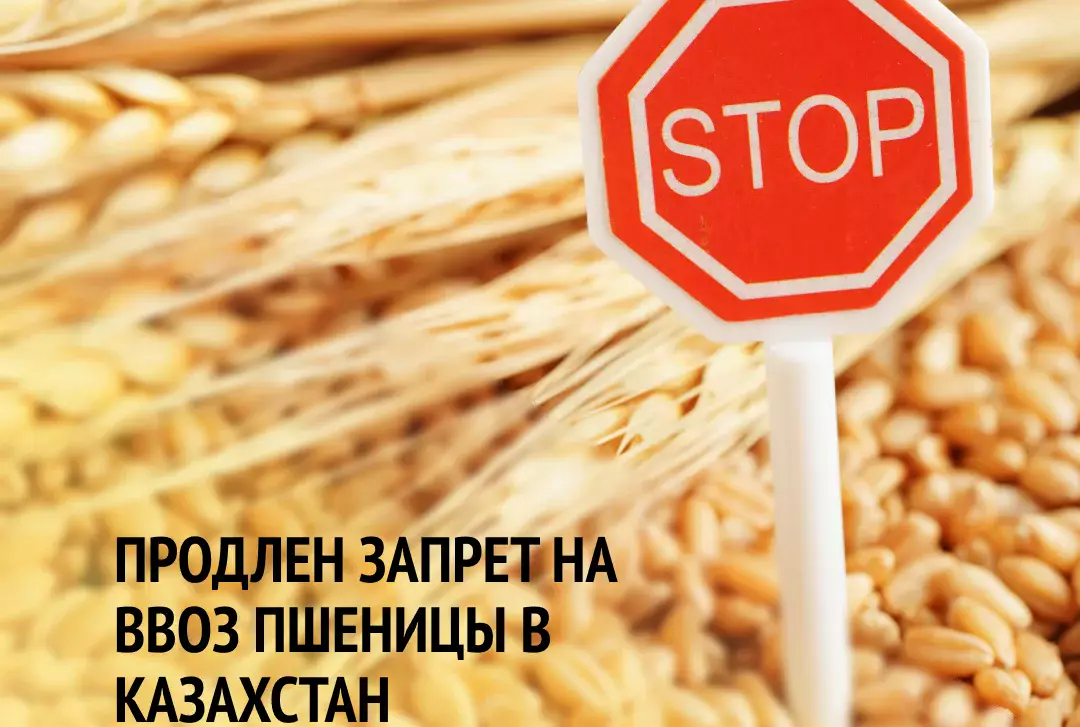 Запрет на ввоз пшеницы продлили еще на полгода