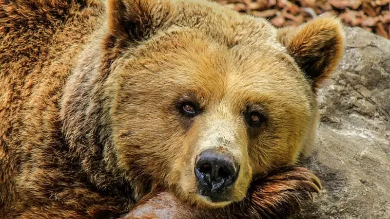 Зверей эвакуируют из зоопарка Уральска: пумы и медведи останутся на месте