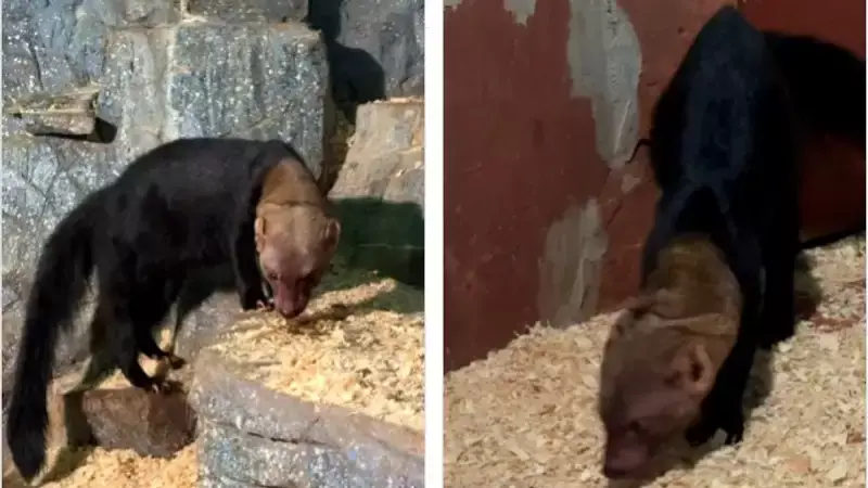 Алматинский зоопарк празднует день рождения хищной тайры