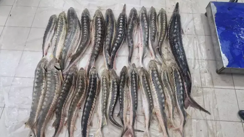 У жителя Атырауской области полицейские изъяли 89 килограммов осетровой рыбы