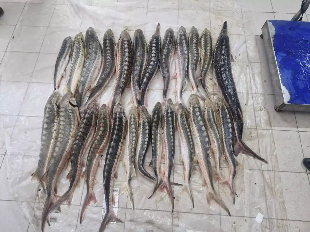 Почти 90 кг осетровой рыбы изъяли у жителя Атырауской области