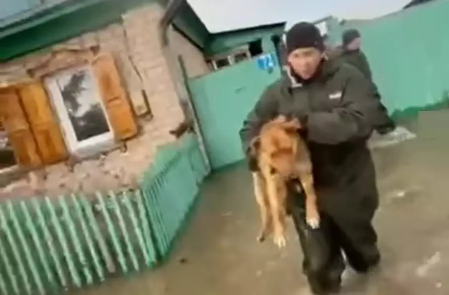 Бойцы ДЧС Алматы поделились кадрами спасения животных из затопленных зон в Петропавловске