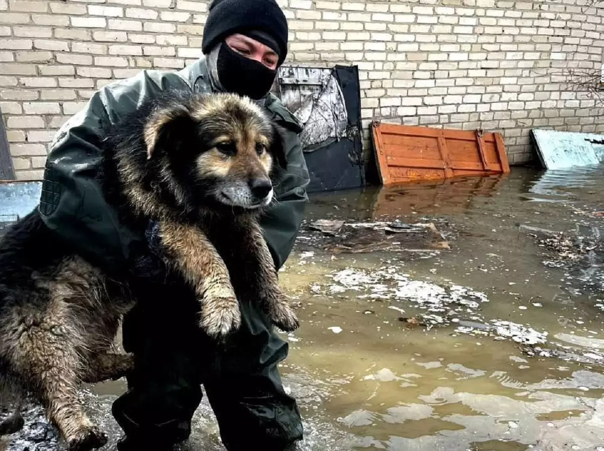 Алматинские спасатели поделились кадрами эвакуации домашних животных