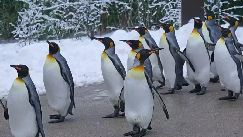 National Geographic опубликовал эффектное видео с королевскими пингвинами