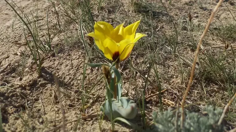 Краснокнижные тюльпаны расцвели в одном из заповедников Казахстана