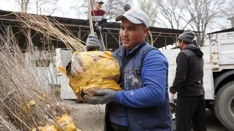Более двух тысяч саженцев бесплатно получили алматинцы в рамках кампании "Алматы – наш общий дом"