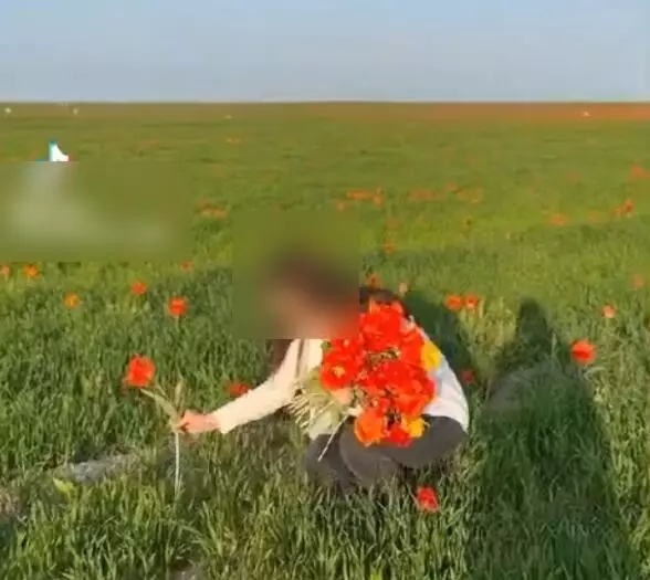 Тюльпаны, занесенные в Красную книгу вырвала 22-летняя девушка