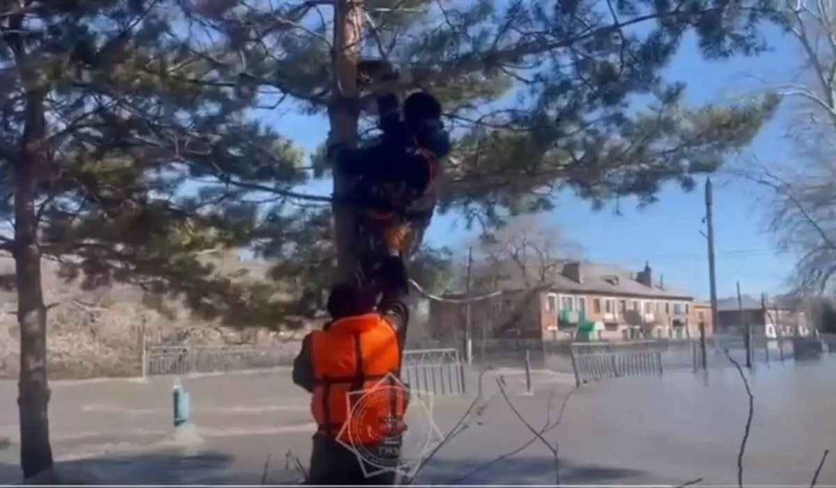 Спасение животных из затопленного села показали казахстанские спасатели