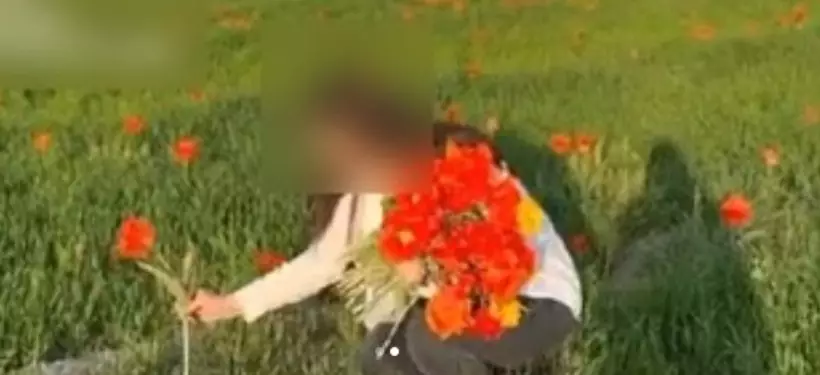 Ответственность понесет студентка за сорванные краснокнижные тюльпаны в Туркестанской области