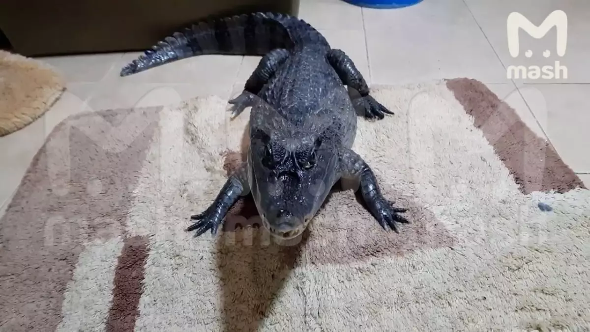 Метровый крокодил Гоша сбежал из квартиры в многоэтажке