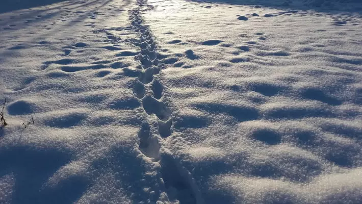 В горах Джизакской области прошел обильный снегопад