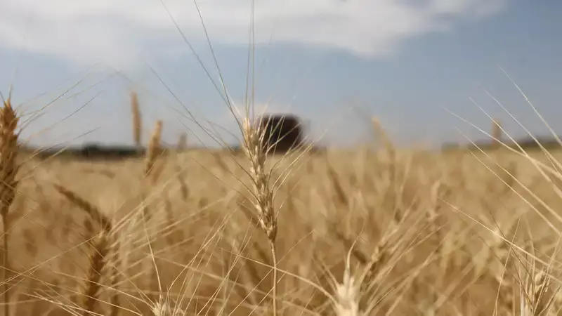 Как аграриям Казахстана получить рассрочку на зерно в связи с паводками