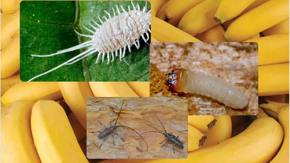 Опасных вредителей обнаружили в бананах в Караганде