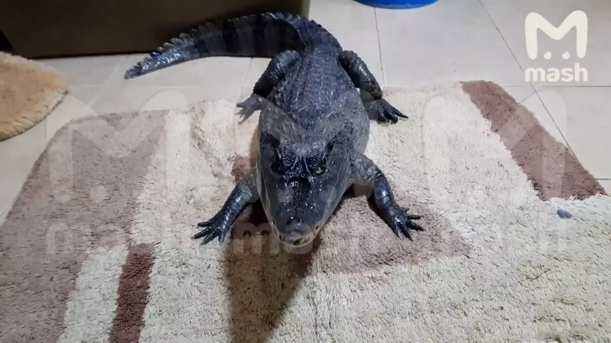 Метровый крокодил Гоша сбежал из квартиры многоэтажки