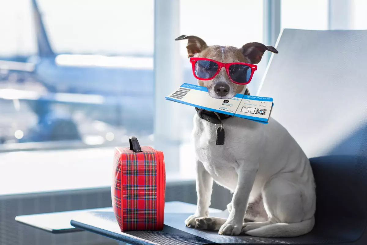 В США появилась авиакомпания для собак