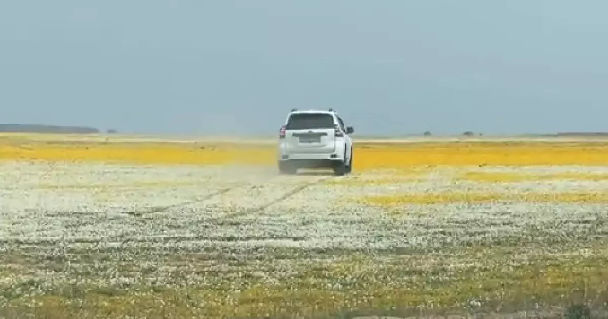 Разъезжающих по цветущим полям Казахстана на машинах ждут крупные штрафы