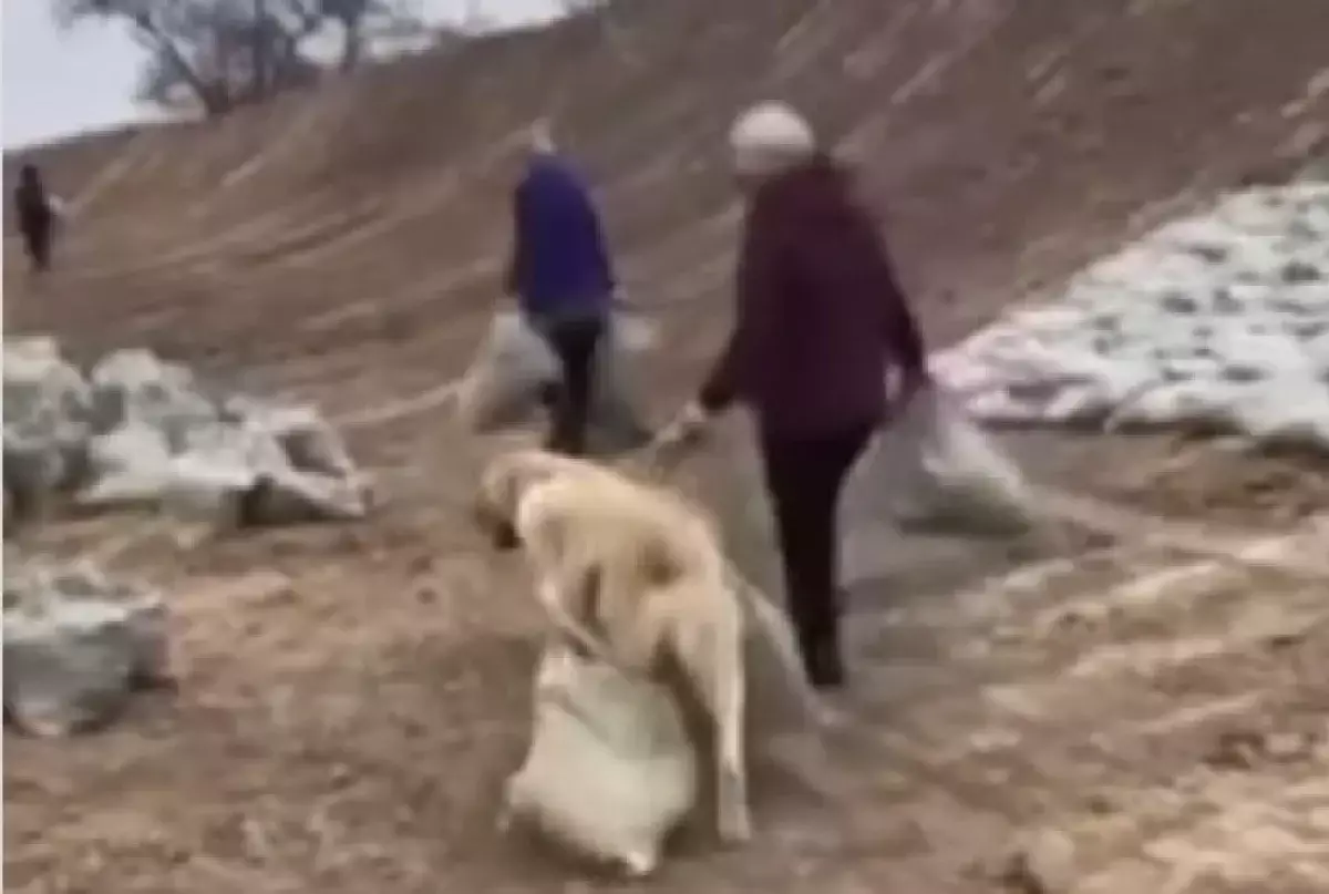 Собака, помогающая строить дамбу в Атырауской области, восхитила Казнет