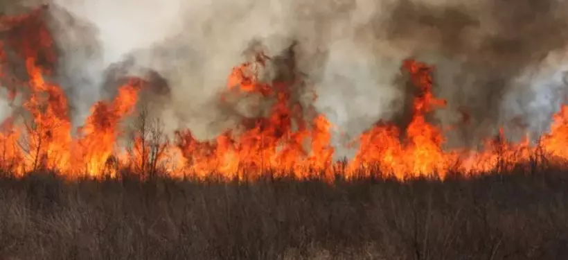 О неполной готовности "Семей орманы" к пожароопасному периоду заявили в Минэкологии