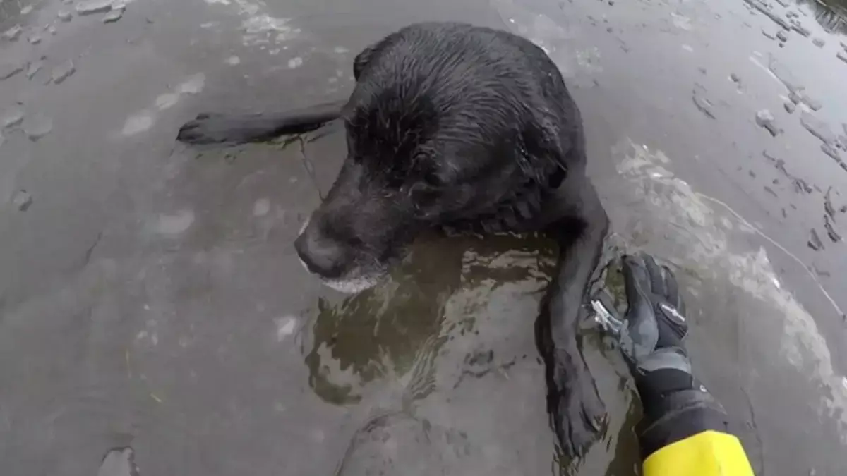 Трупы домашних животных всплывают на берегу Тобола в Костанае